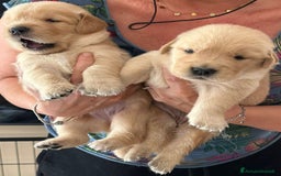 Golden Retriever cani in vendita: Cuccioli Golden Retriver Americani 100% a Provincia di Lucca - Immagine 8
