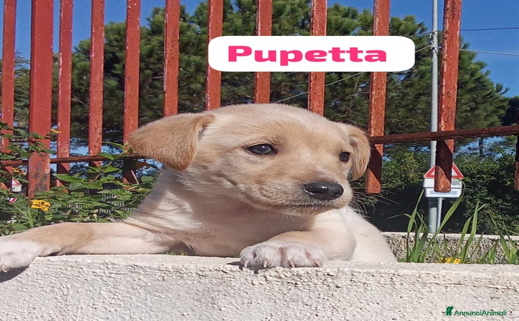 Meticcio cani - Annuncio 6