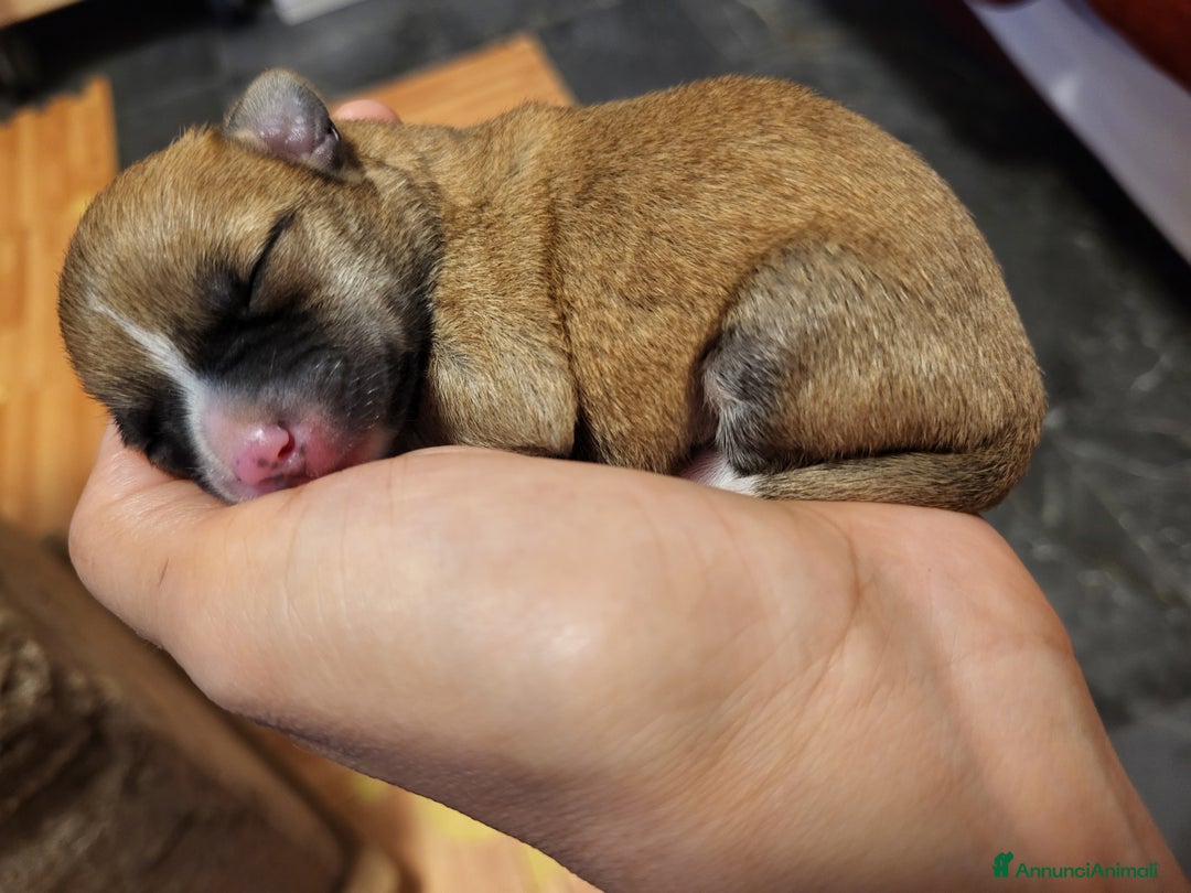 Meticcio cani in vendita: Vendo  - Annuncio 2