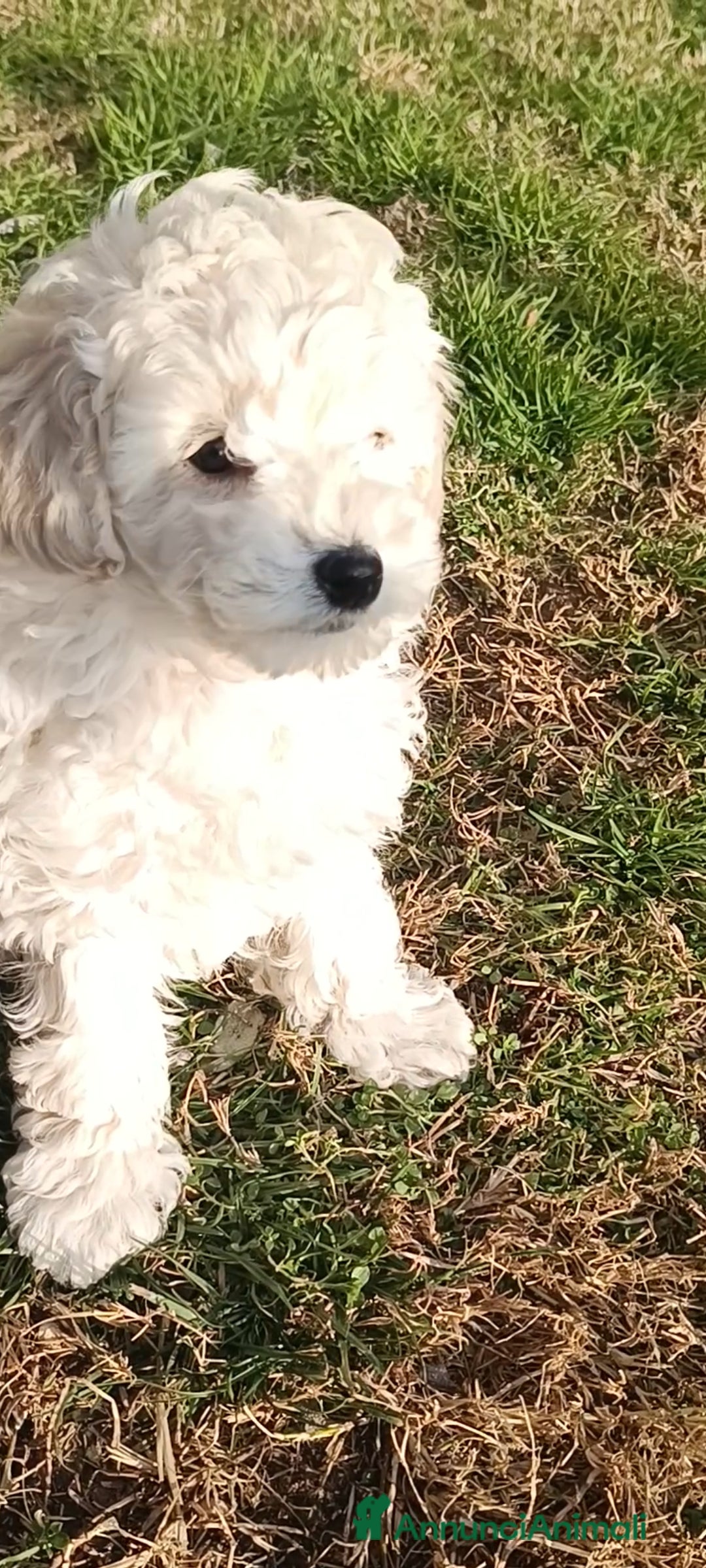 Barbone cani Cucciola di barbone - Annuncio 2