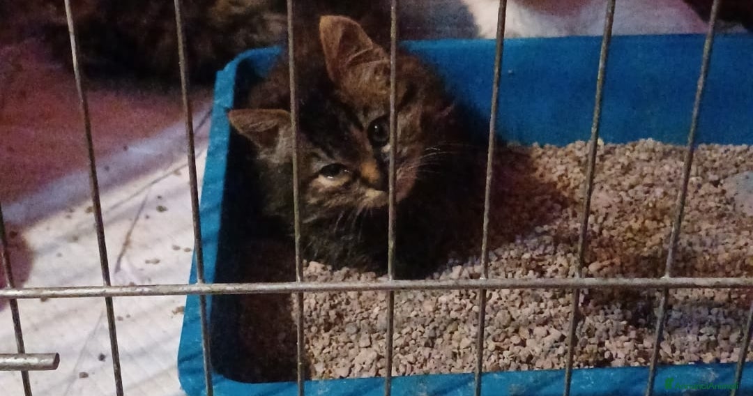 Altre razze gatti GATITNI TENERI - Annuncio 28