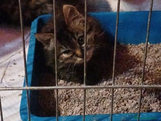 Altre razze gatti GATITNI TENERI - Annuncio 1