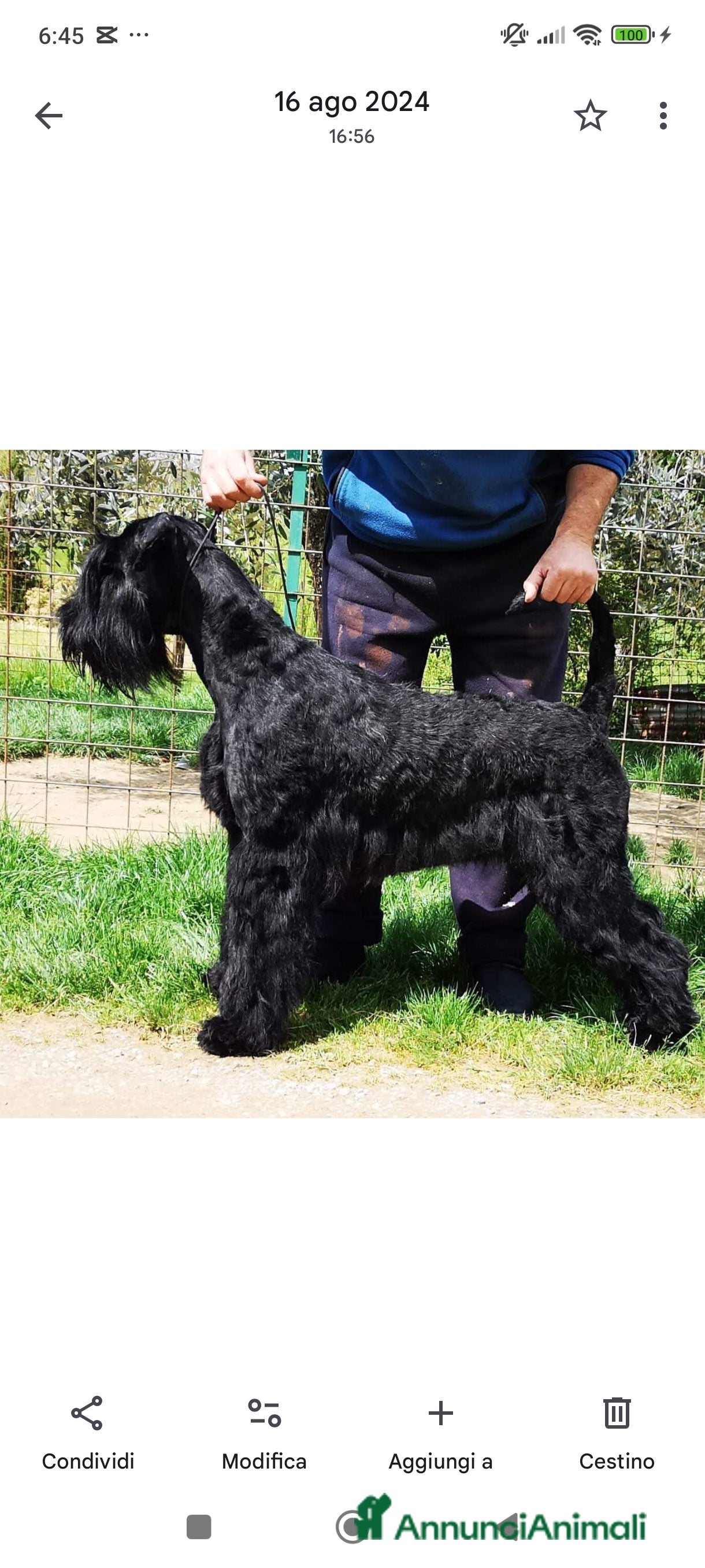 Schnauzer Gigante cani Nata Cucciolata X  - Annuncio 1