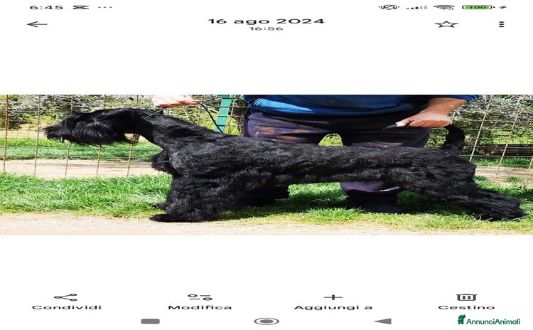 Schnauzer Gigante cani Nata Cucciolata X  - Annuncio 1