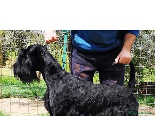 Schnauzer Gigante cani Nata Cucciolata X - Annuncio 3