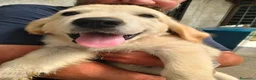 Golden Retriever cani in vendita: Femmina e maschio Golden retriever  - Annuncio 7