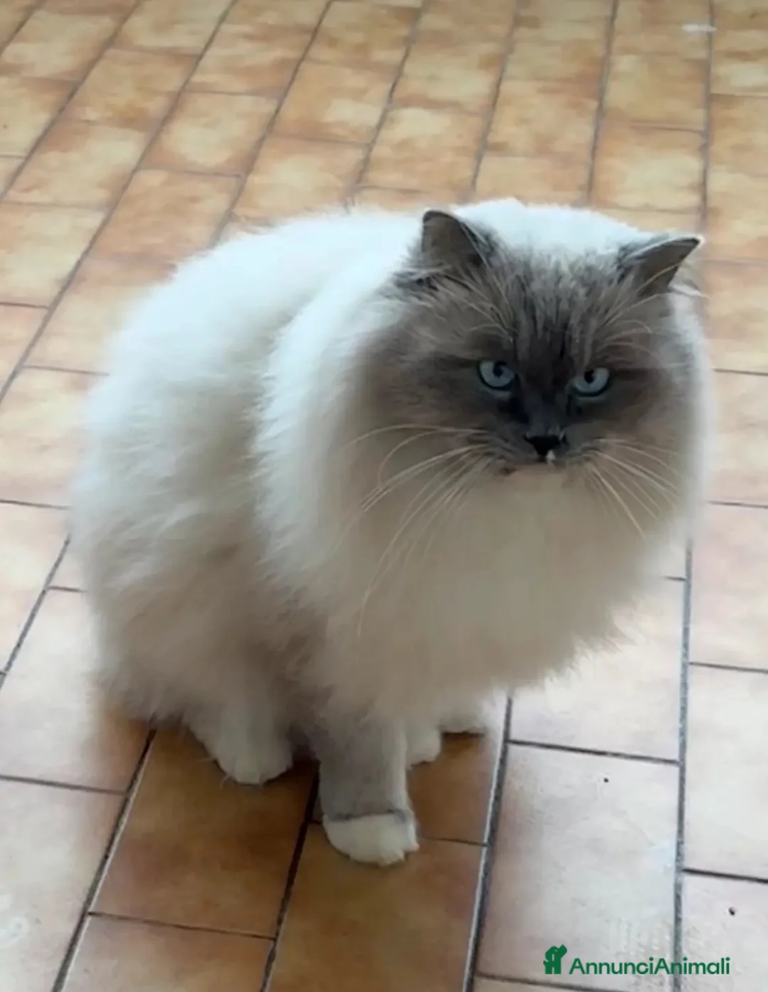 Ragdoll gatti in vendita: Ragdoll cuccioli a Provincia di Verona - Annuncio 6