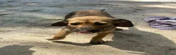 Meticcio cani in regalo: PICCOLA CUCCIOLA DA AMARE - Annuncio 7