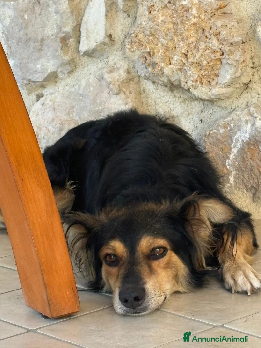 Meticcio cani in regalo: Cagnolino taglia media piccola  - Annuncio 1