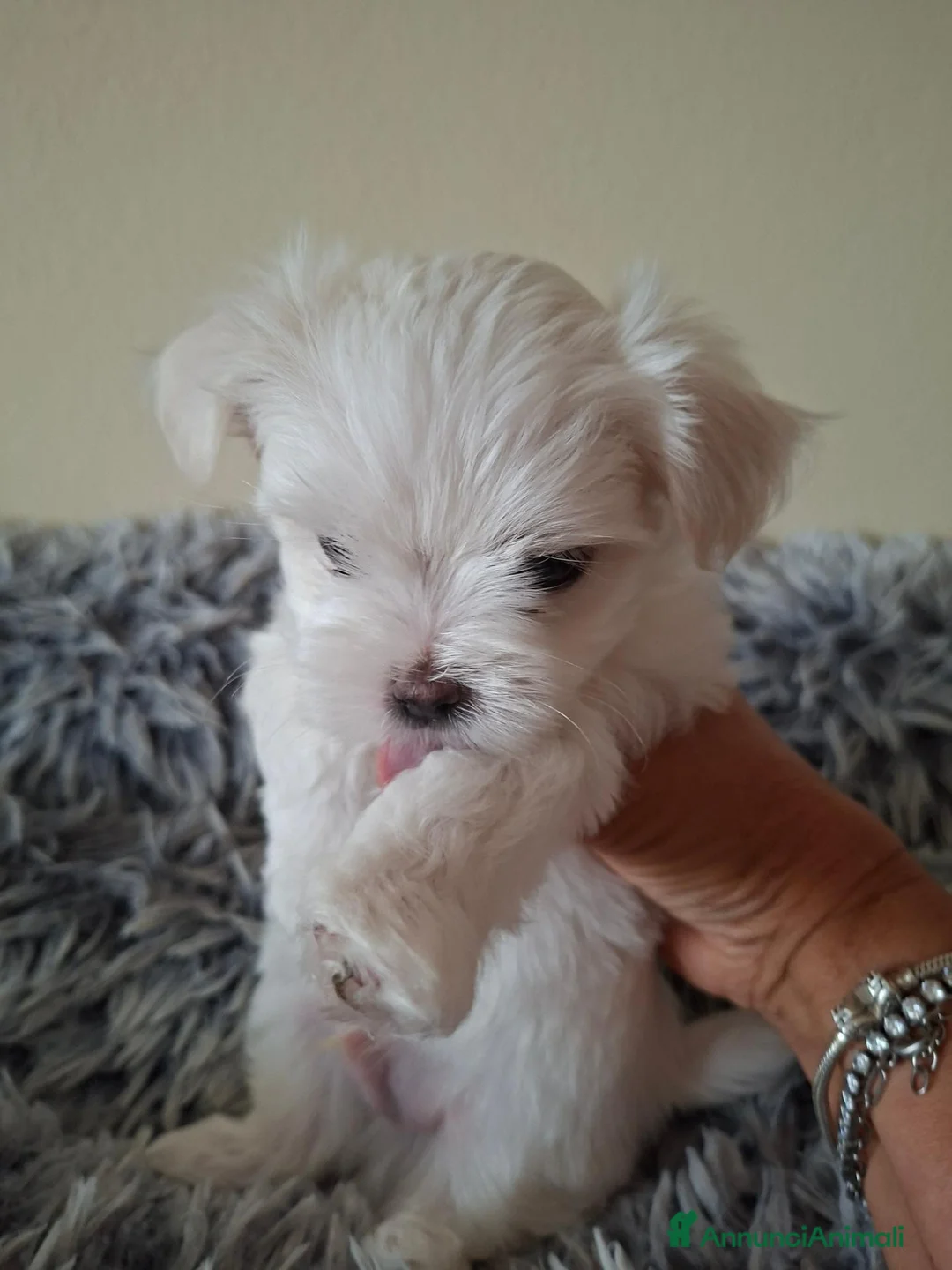 Maltese cani in vendita: Maltese cucciolo maschio  - Annuncio 1