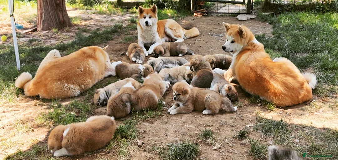 Immagine della galleria {{count}}