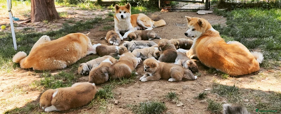 Immagine della galleria {{count}}