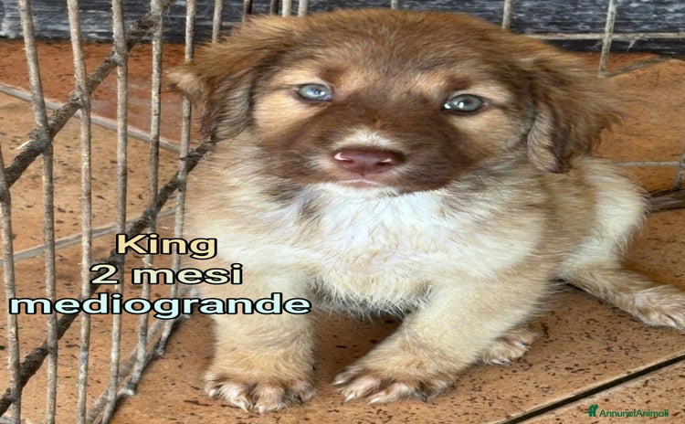 Meticcio cani - Annuncio 11