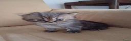 Persiano gatti in vendita: Cinque cuccioli di persiano - Annuncio 14