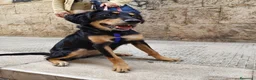 Meticcio cani in regalo: Kyra una cagnolina favolosa  - Annuncio 2