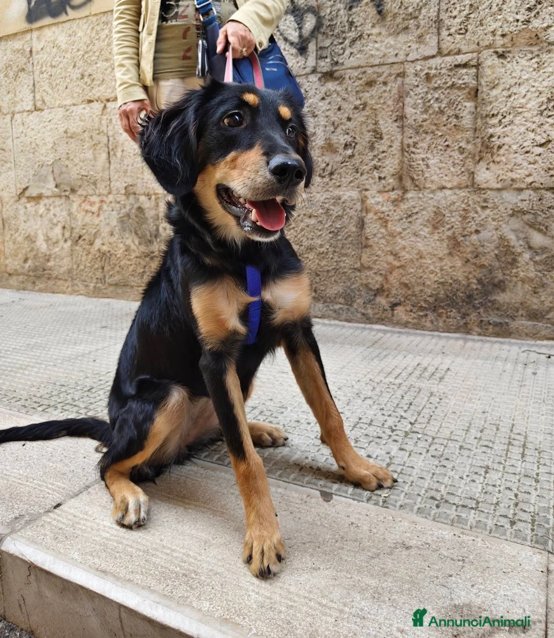 Meticcio cani in regalo: Kyra una cagnolina favolosa  - Annuncio 2