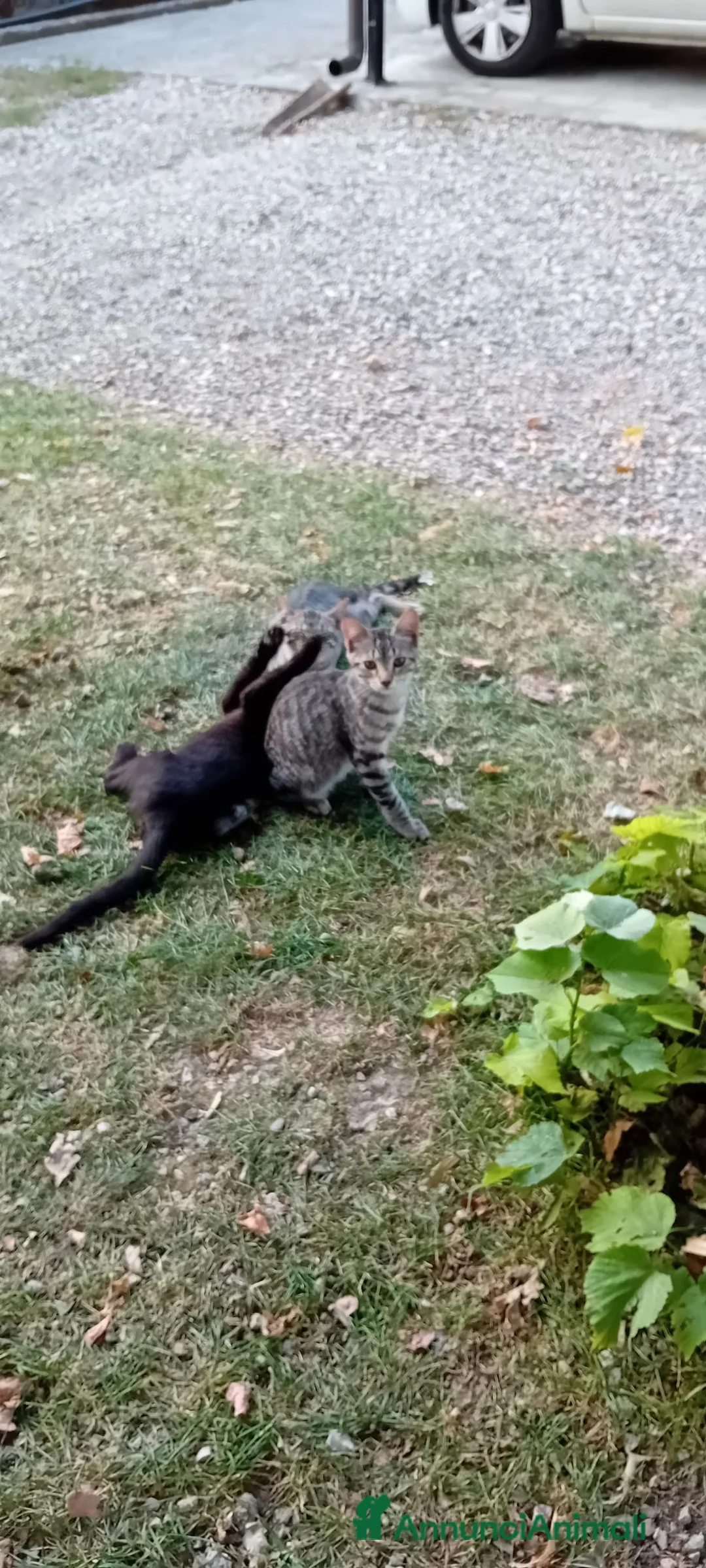 Meticcio gatti in regalo: Tre simpatici fratelli - Annuncio 5