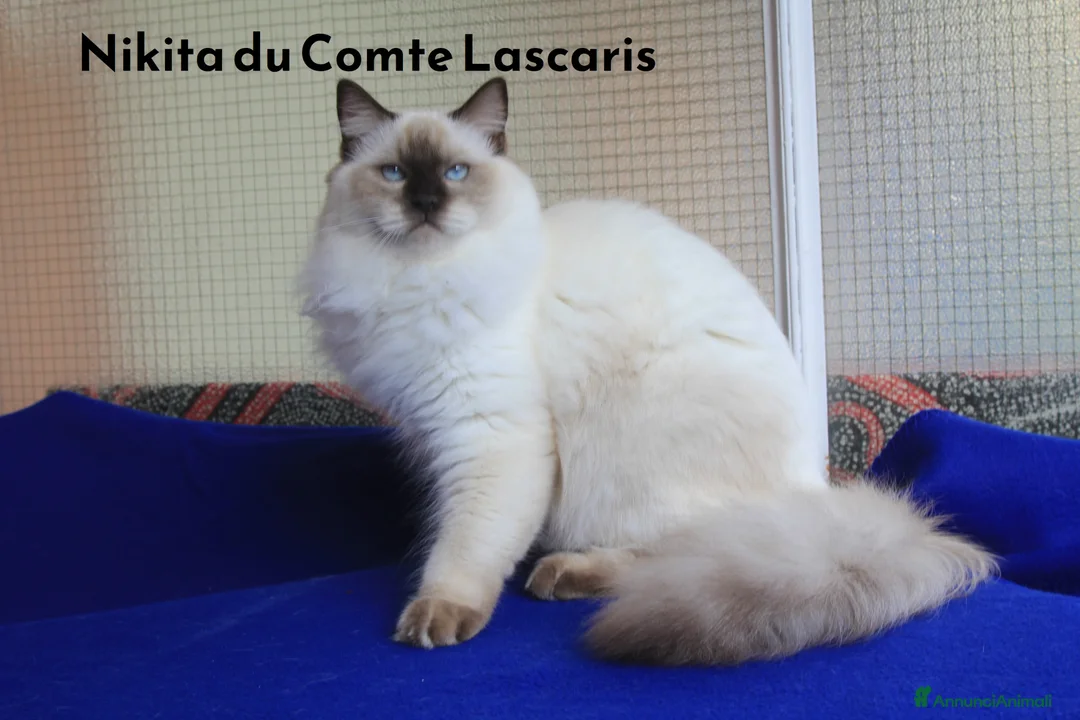 Ragdoll gatti in vendita: cucciola LILAC TORTIE MITTED stupenda con pedigree - Annuncio 1