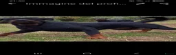 Rottweiler cani in vendita: Disponibili cuccioli Rottweiler  - Annuncio 20