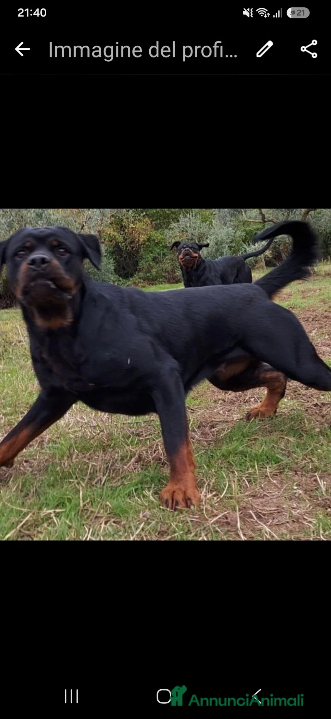 Rottweiler cani in vendita: Disponibili cuccioli Rottweiler  - Annuncio 20