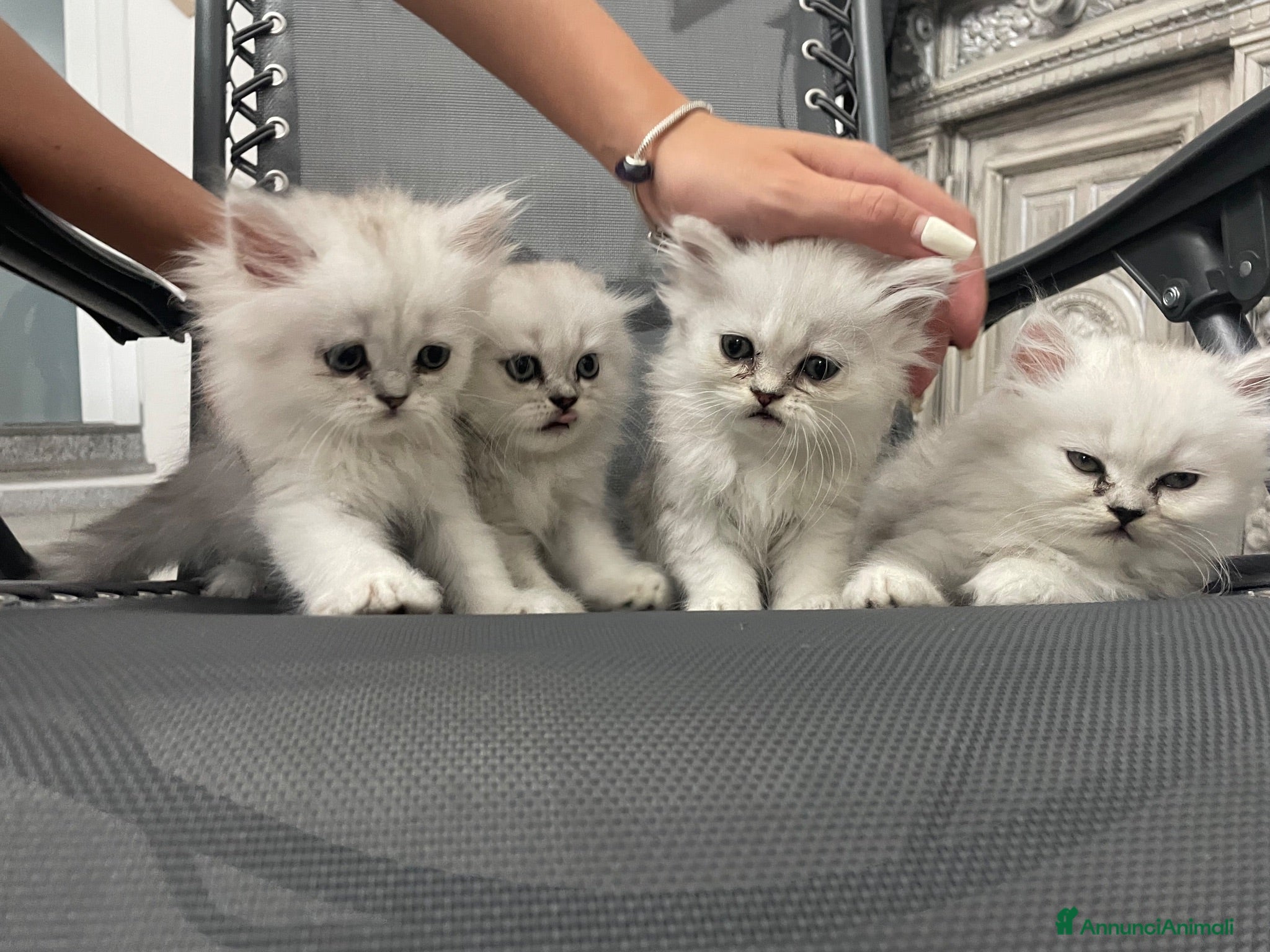 Persiano gatti Persiano chinchillà silver shaded  - Annuncio 3