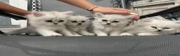 Persiano gatti in vendita: Persiano chinchillà silver shaded  - Annuncio 1