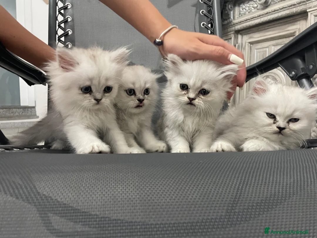 Persiano gatti in vendita: Persiano chinchillà silver shaded  - Annuncio 1