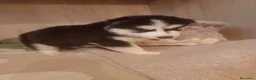 Husky cani in vendita: Cuccioli di siberian husky - Annuncio 13