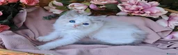 Ragdoll gatti in vendita: Gattini Ragdoll bicolor con pedigree - Annuncio 3