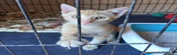 Meticcio gatti in regalo: 2/3 mesi dolcissimo maschietto  - Annuncio 3