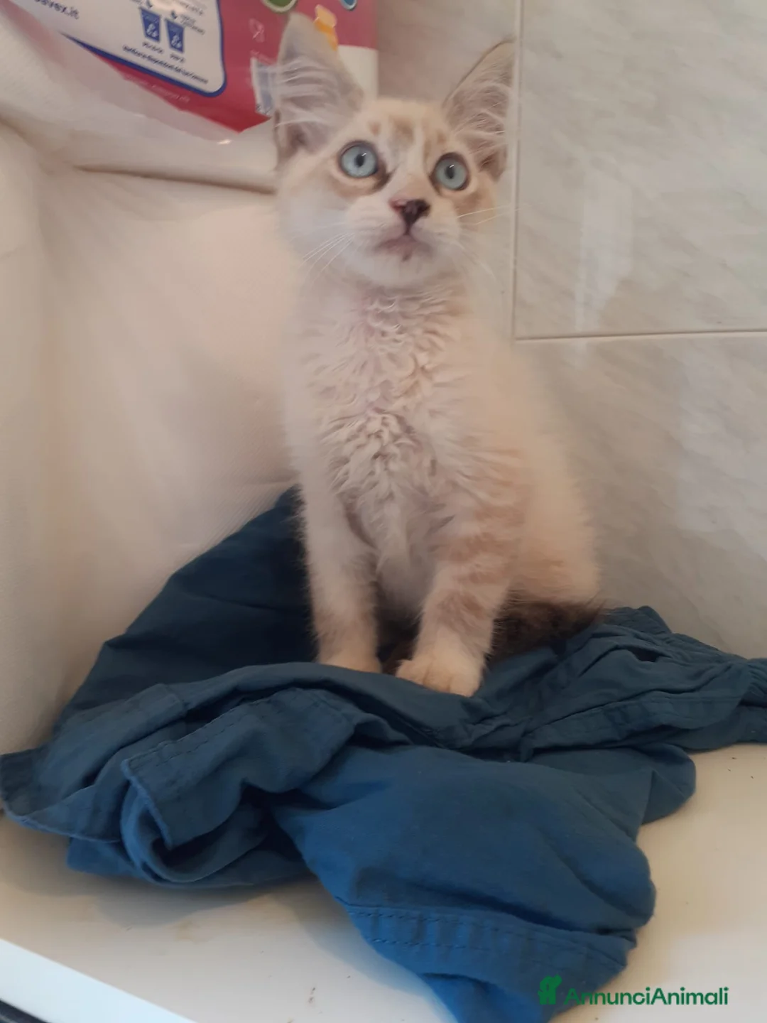 Ragdoll gatti in vendita: Gattino ragdoll 3 mesi occhi celesti  - Annuncio 5