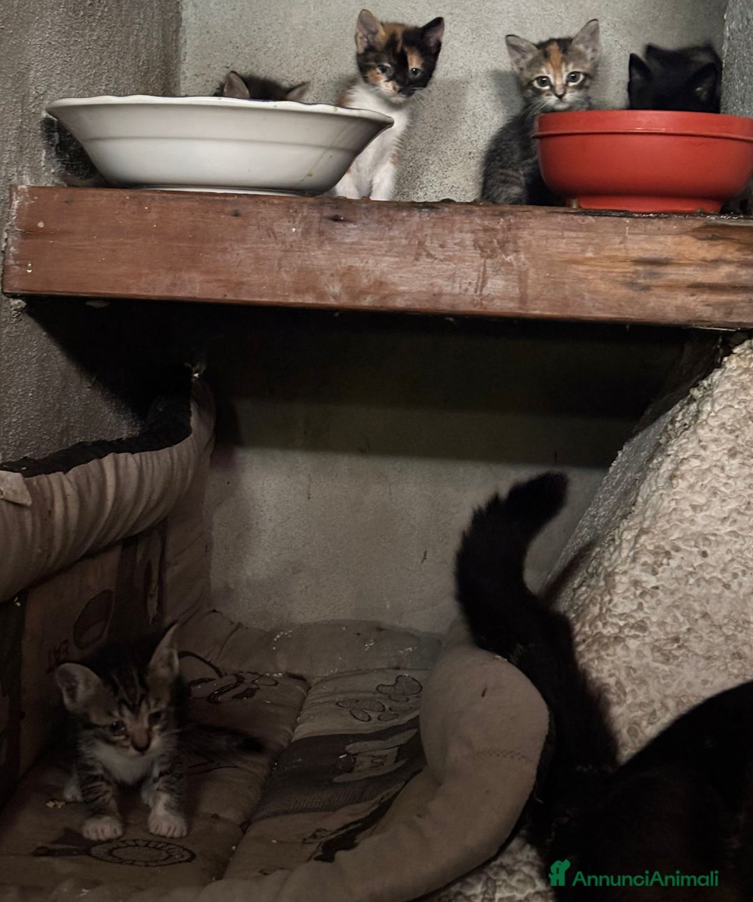 Altre razze gatti in vendita: 7 allegri batuffoli in cerca di casa a Province of Brescia - Immagine 14