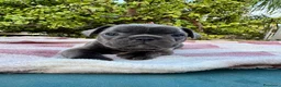 Bulldog Francese cani in vendita: Cuccioli bulldog francese  - Annuncio 22