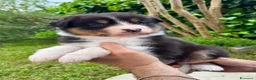 Australian Shepherd cani in vendita: cuccioli pastore australiano - Annuncio 6