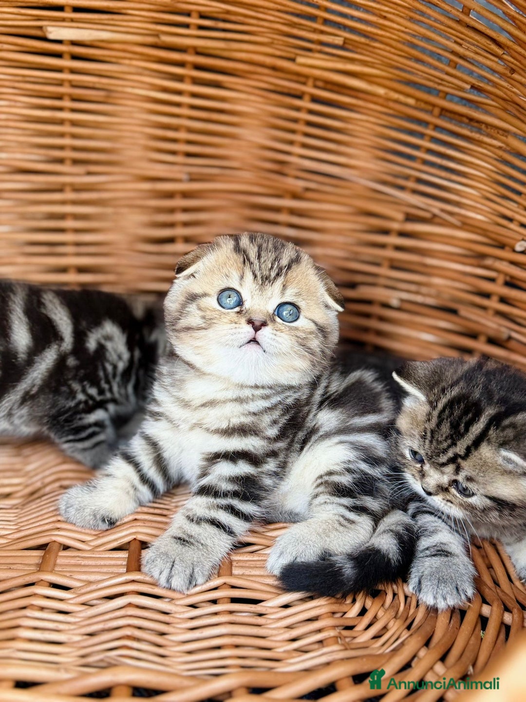Scottish gatti in vendita: Scottish Fold e Straight  - Annuncio 5