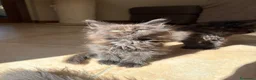 Maine Coon gatti in vendita: Femminucce black con pedigree  - Annuncio 6