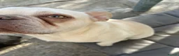 Bulldog Francese cani in vendita: Cucciola di bulldog francese - Annuncio 2