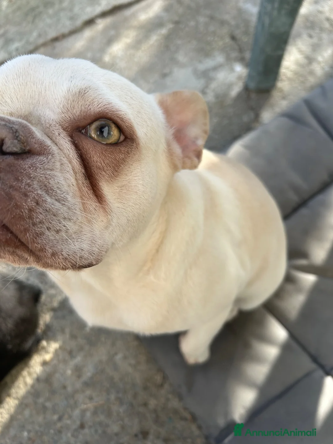 Bulldog Francese cani in vendita: Cucciola di bulldog francese - Annuncio 2