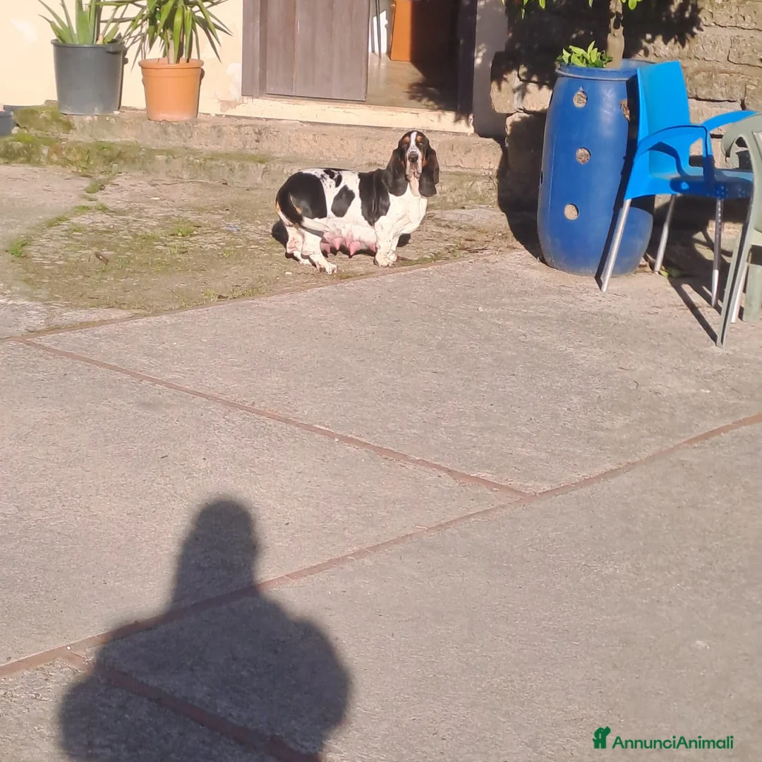 Bassethound cani in vendita: basset hound  a Provincia di Avellino - Annuncio 2