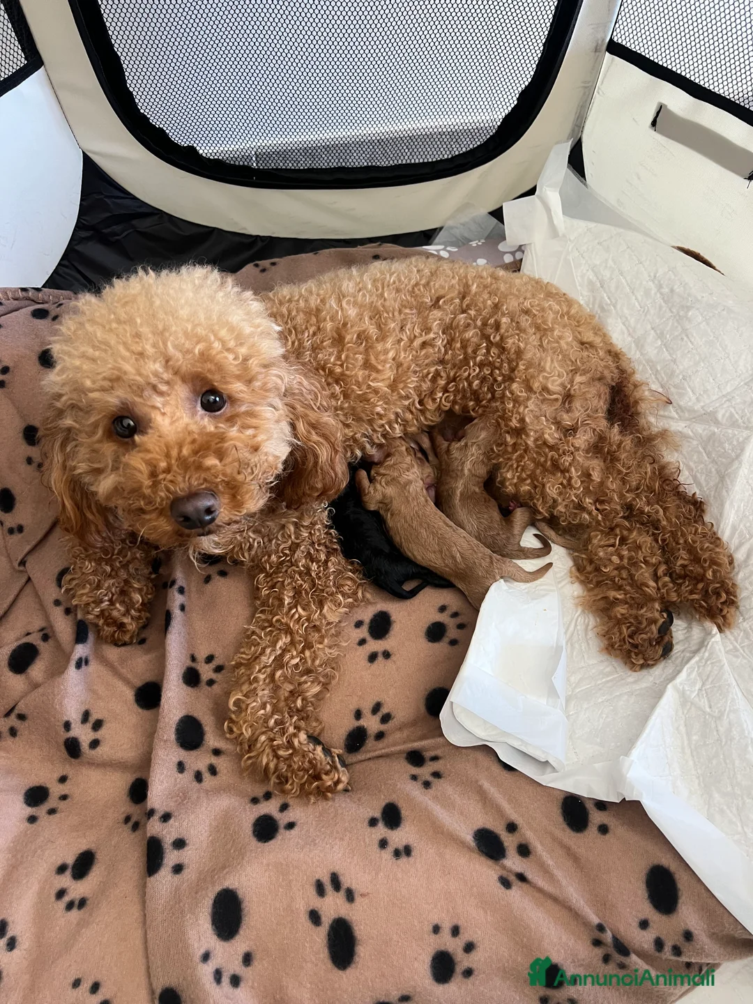 Barboncino cani in vendita: Barboncini a Provincia di Latina - Annuncio 2