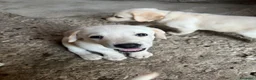 Labrador cani in vendita: Cuccioli di Labrador - Annuncio 10