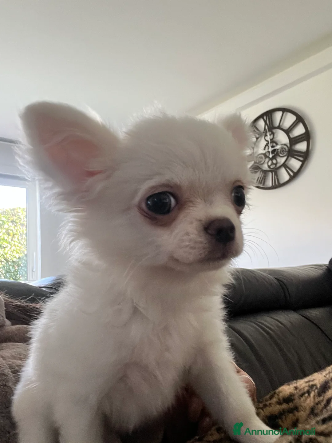 Chihuahua cani in vendita: Chihuahua con pedigree  - Annuncio 3