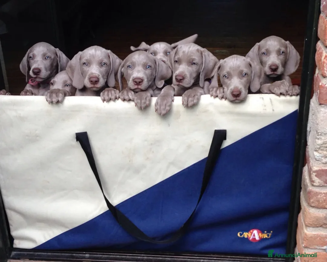 Weimaraner cani in vendita: WEIMARANER SPLENDIDE CUCCIOLE a Città Metropolitana di Torino - Immagine 5