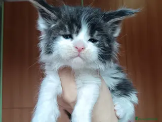 Maine Coon gatti Cuccioli Maine coon bicolori - Annuncio 37