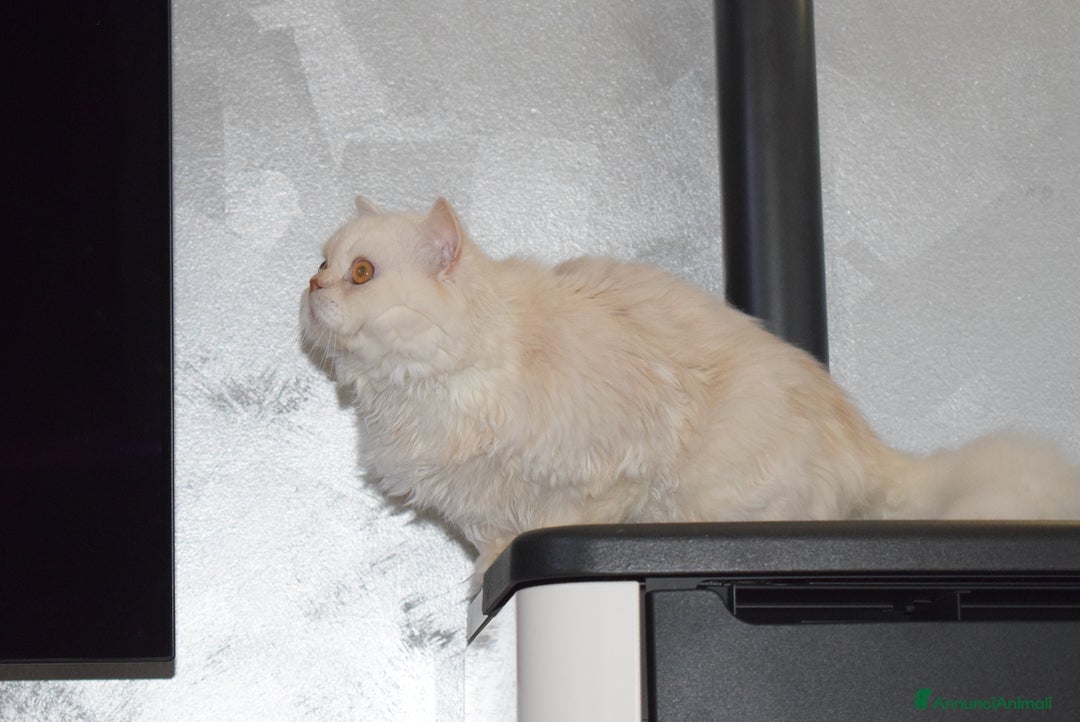 Scottish gatti per accoppiamento: Accoppiamento a Provincia di Reggio Emilia - Immagine 3