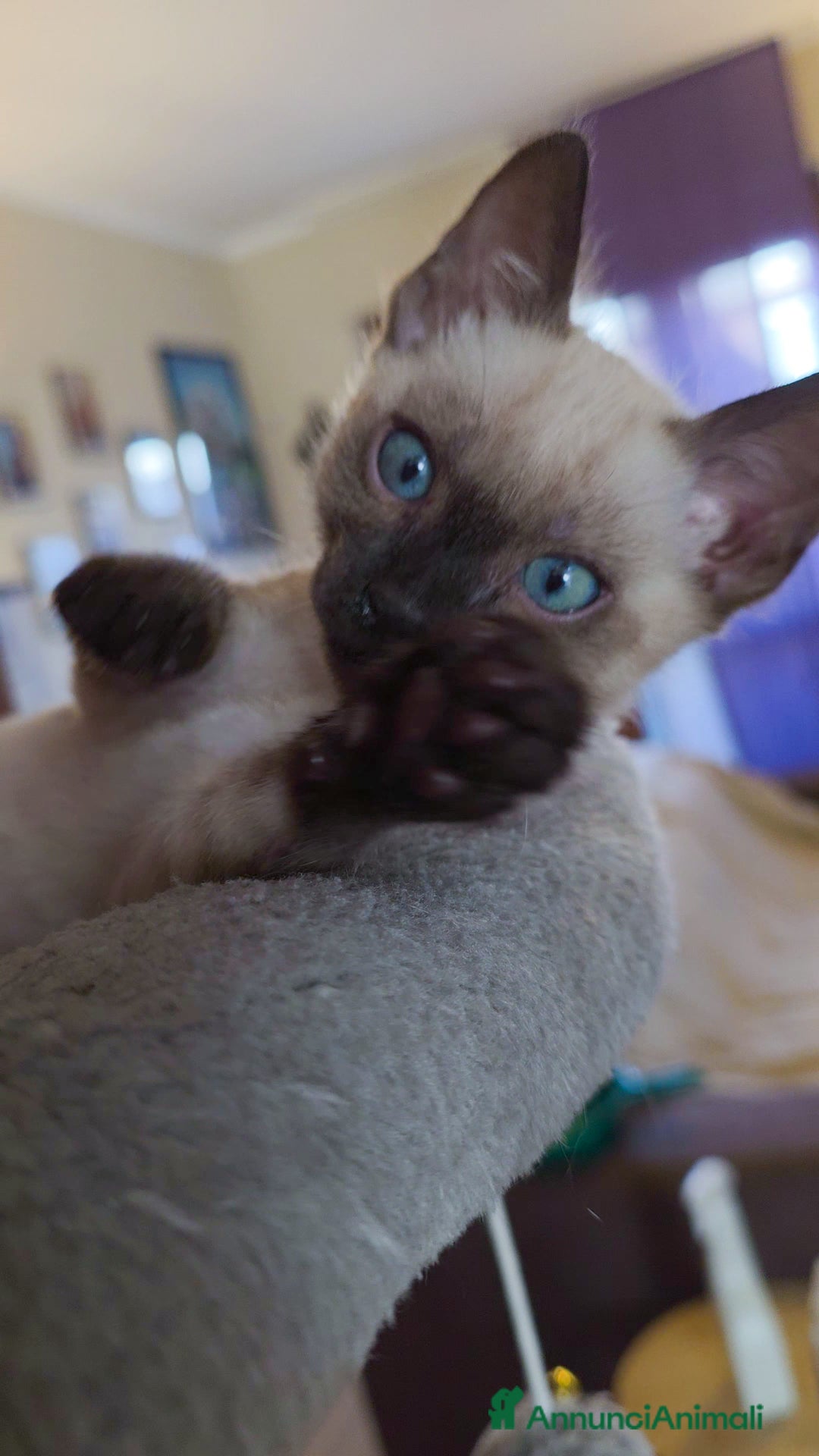 Bengala gatti in vendita: Cucciolo gatto bengala  - Annuncio 8