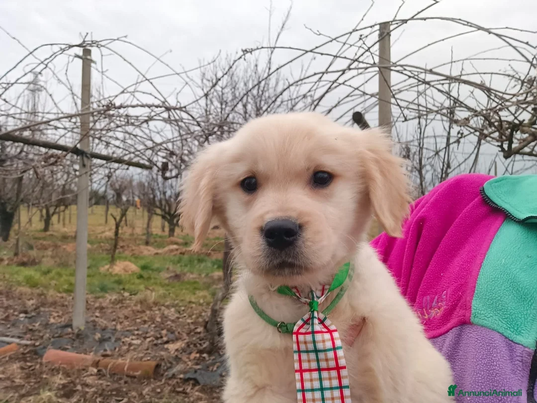 Golden Retriever cani in vendita: Golden retriever cuccioli angloamericani  - Annuncio 5