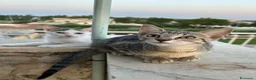 Meticcio gatti in regalo: Gattini in regalo a Siracusa  a Libero consorzio comunale di Siracusa - Annuncio 9