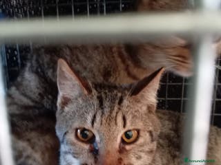 Europeo gatti gatte 7 mesi❤️ adozione del cuore - Annuncio 4