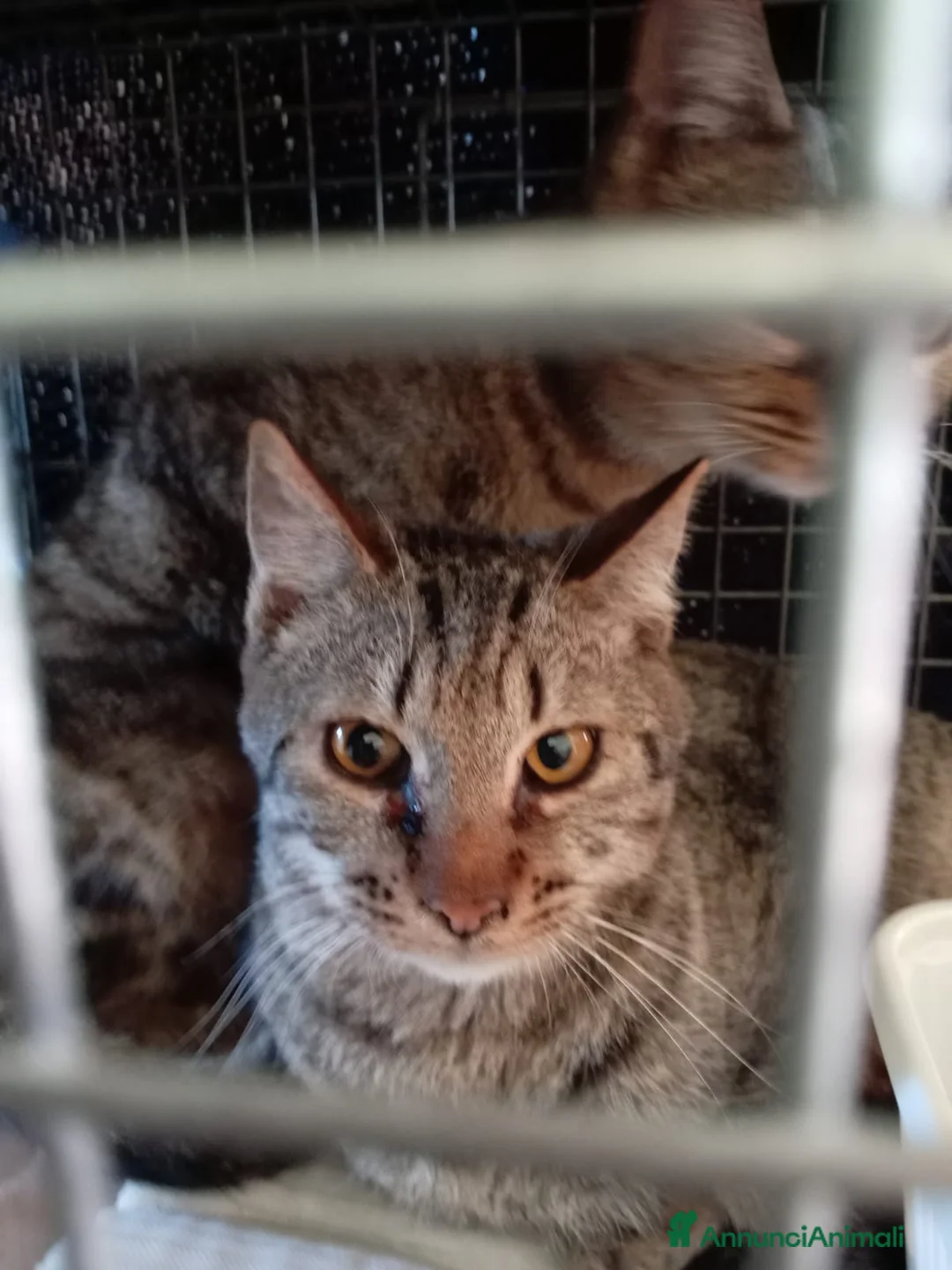 Europeo gatti in regalo: gatte 7 mesi❤️ adozione del cuore - Annuncio 1